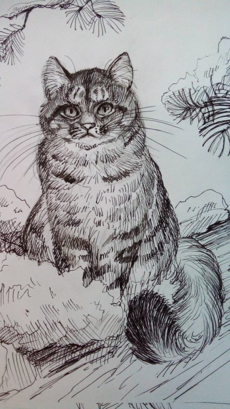 Кот Баюн карандашом