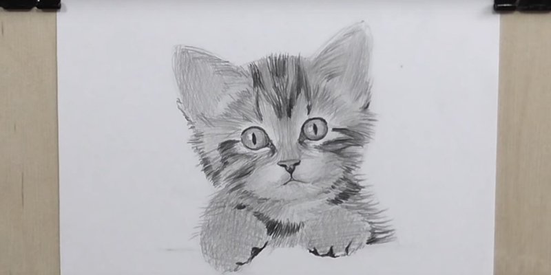 Кошка рисунок карандашом