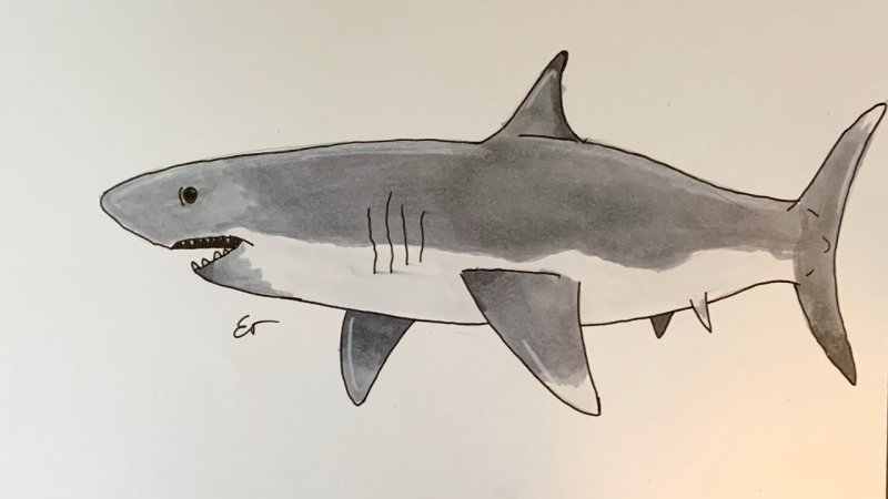акула рисунки