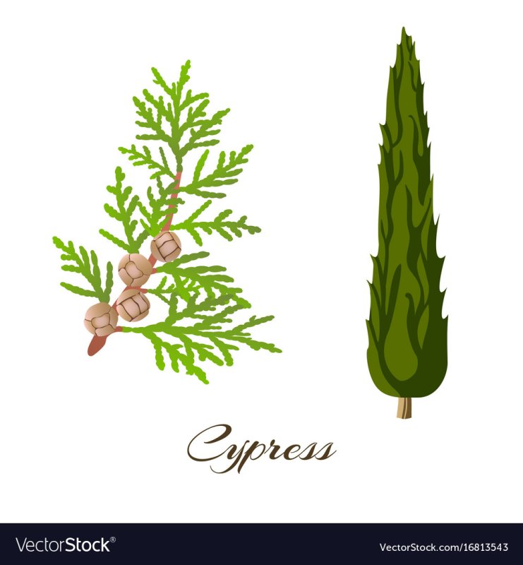 Туя рисунок