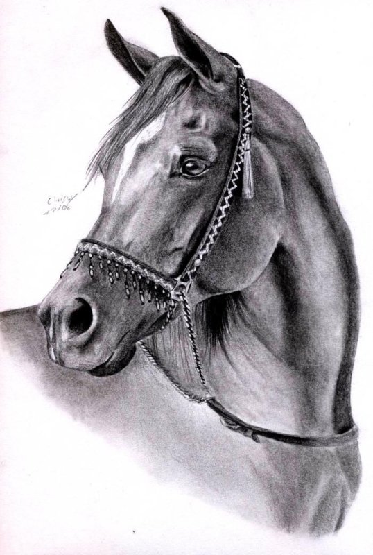 Лошадь рисунок карандашом