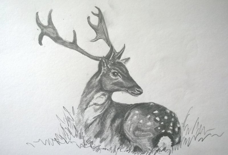 Рисунок оленя для срисовки