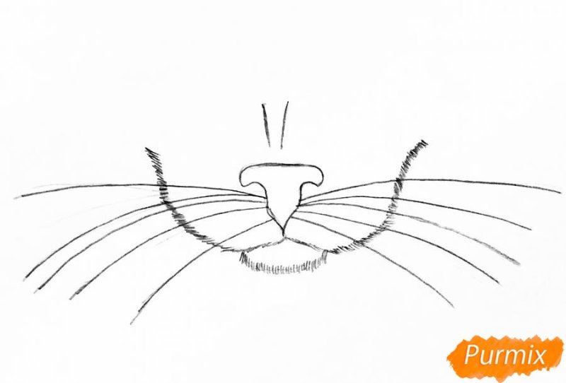 Кошачьи усики