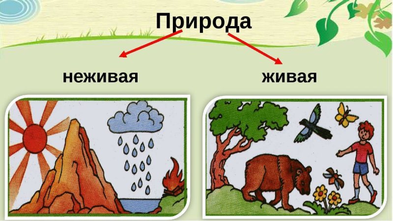 Рисунок Живая и неживая природа