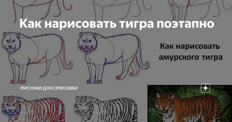 Как нарисовать Амурского тигра легко