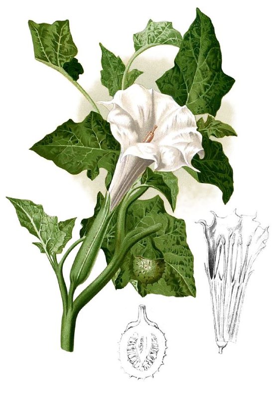 Дурман обыкновенный (Datura stramonium)