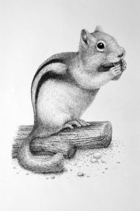 Рисунки животных