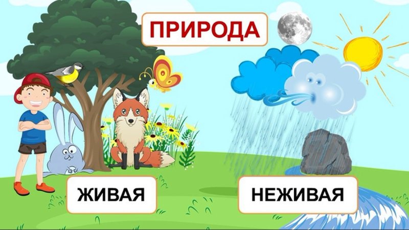Живая и не ж вая природа