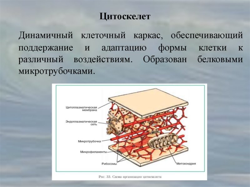 Микротрубочка цитоскелет