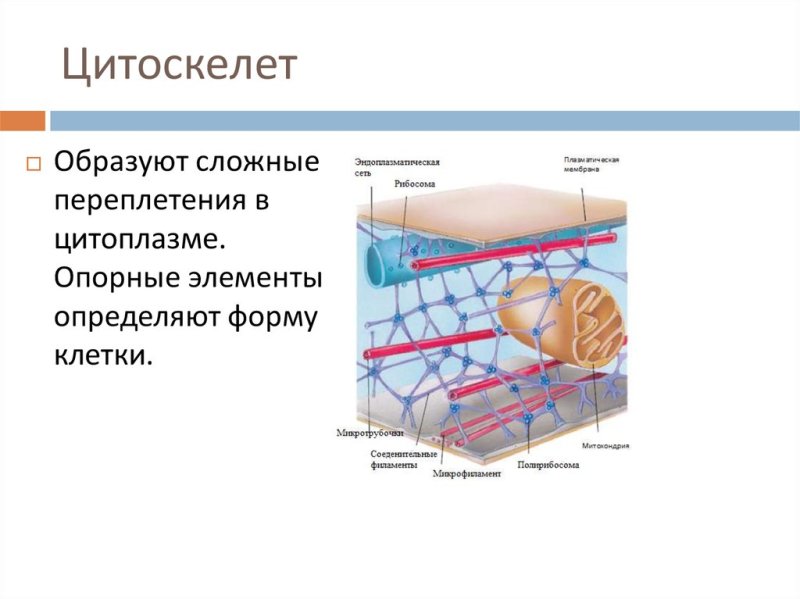 Цитоскелет клетки животной клетки