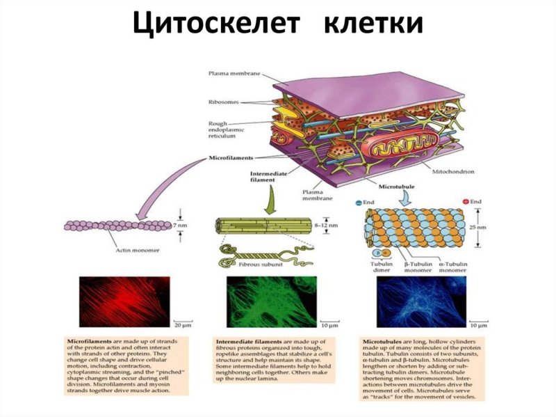 Цитоскелет строение и функции таблица 10 класс
