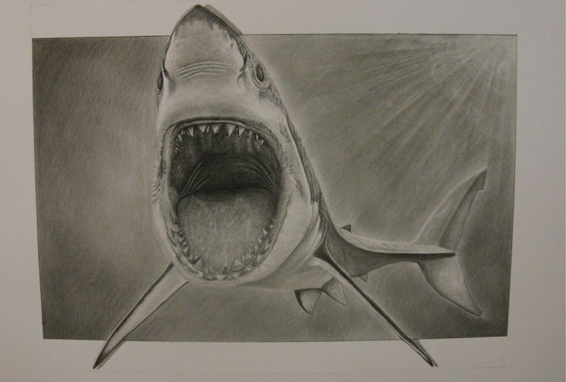 рисунок акулы карандашом
