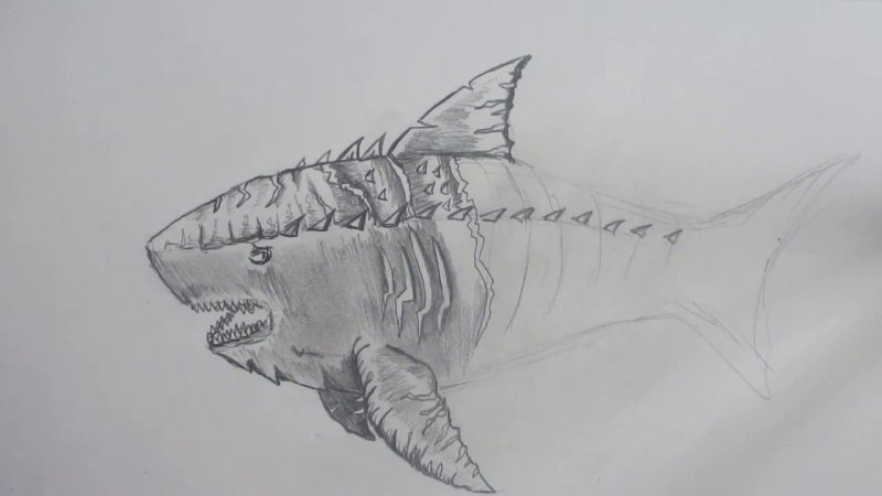 рисунки мегалодона