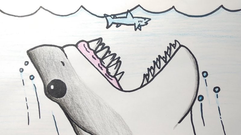 акула для срисовки