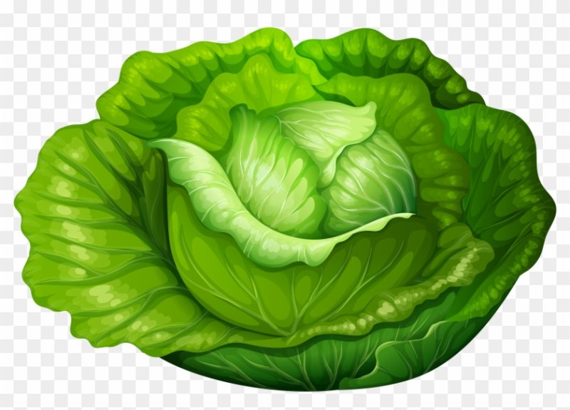 Овощи капуста