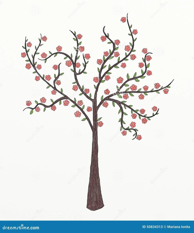 Дерево вишня карандашом