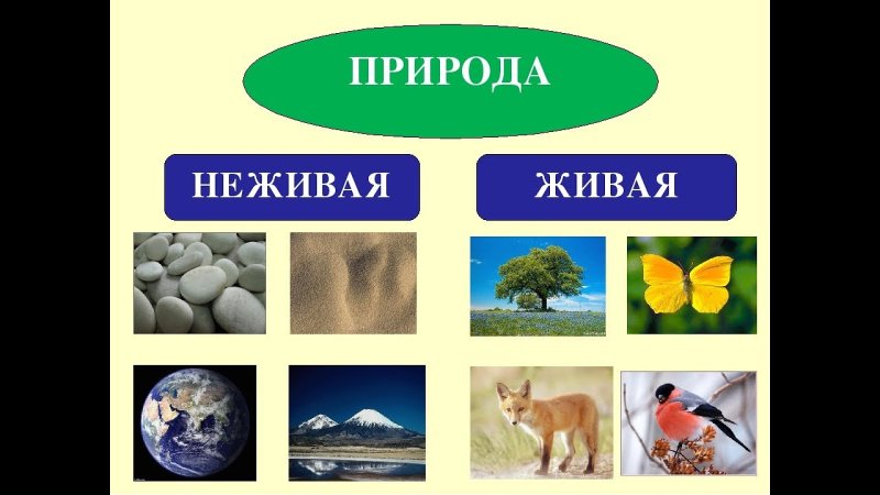 Живая и не ж вая природа