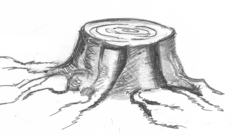 Пень рисунок