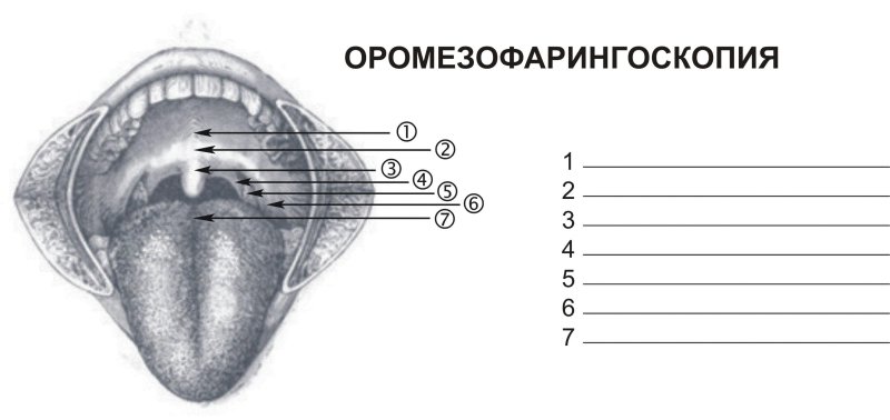 Задняя риноскопия анатомические образования