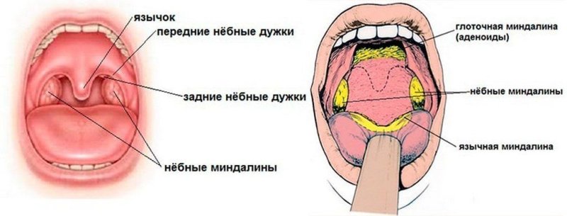 Язычковая миндалина строение