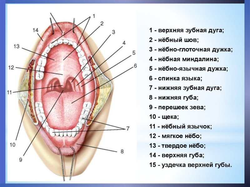 Устройство горла человека