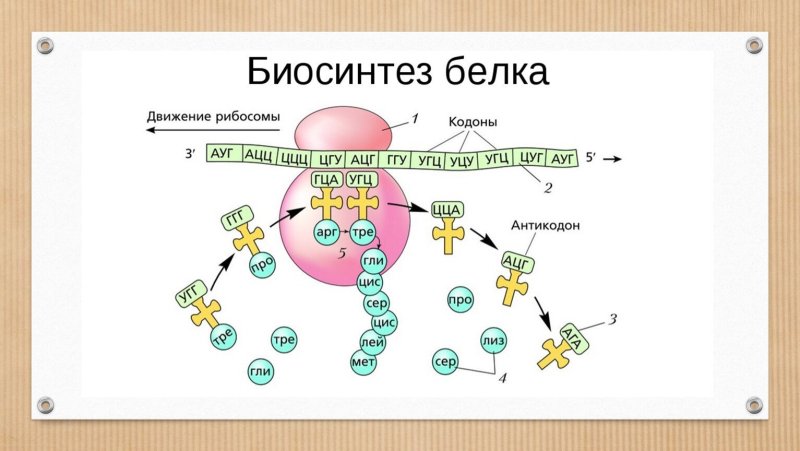 Биосинтез белка трансляция схема