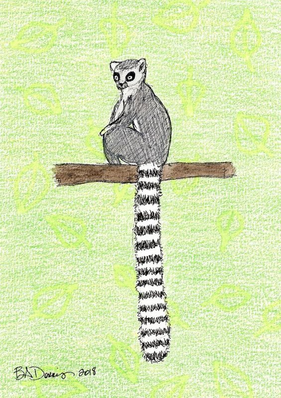 Кошачий лемур рисунок