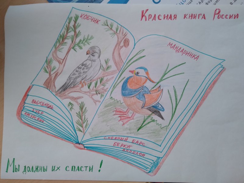 Красная книга глазами детей