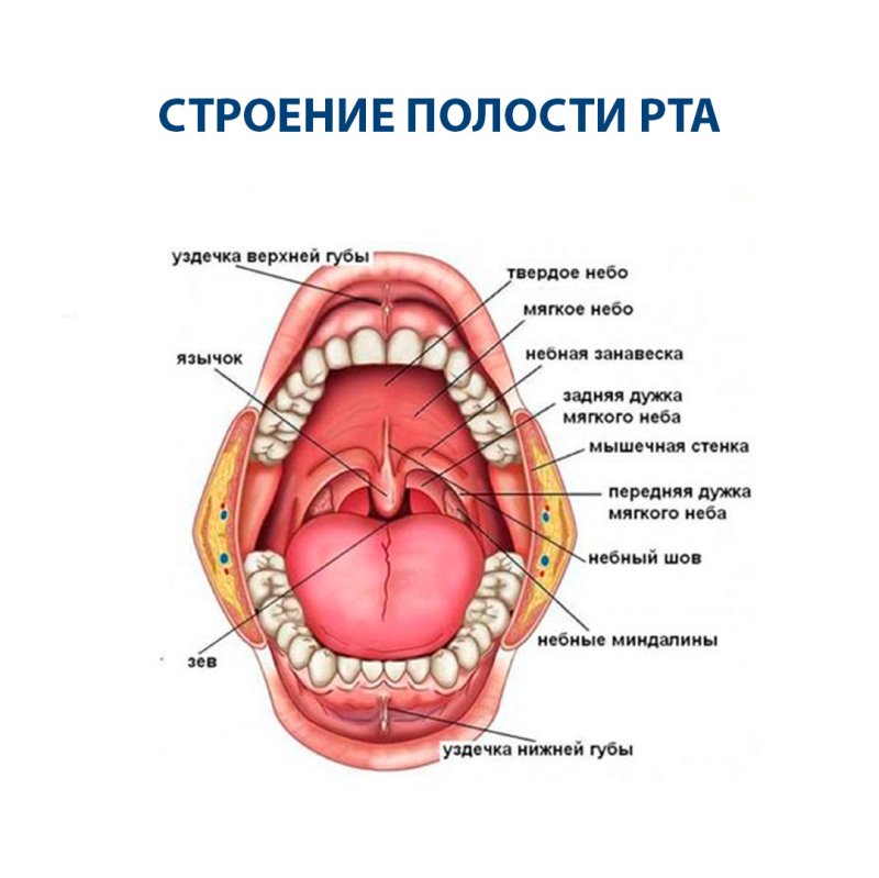 Воспаление небных дужек