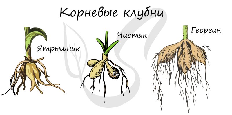 Клубень георгина боковые корни