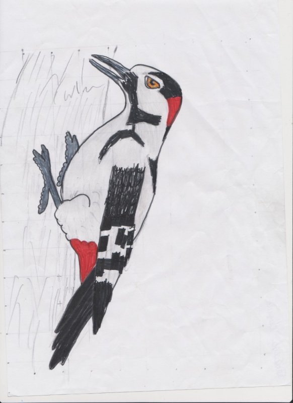дятел рисунки