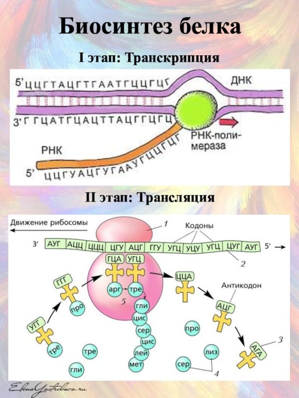 Этапы биосинтеза белка трансляция транскрипция трансляция