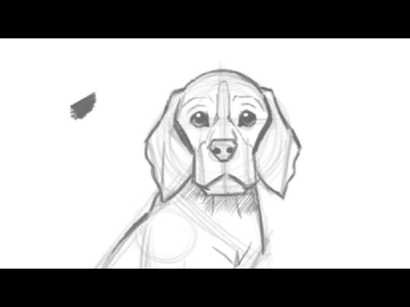 Бигль карандашом для срисовки
