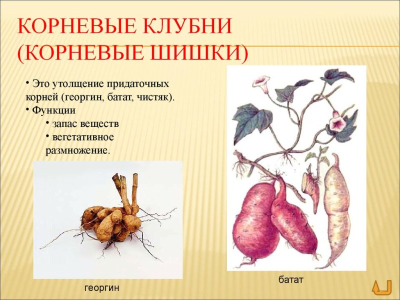 Корнеплоды видоизменения корня батат