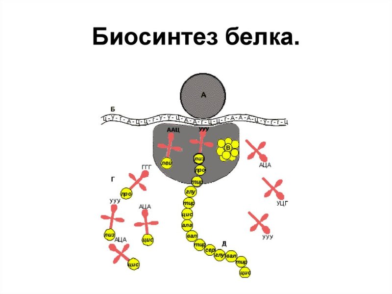 Биосинтез белка на рибосоме