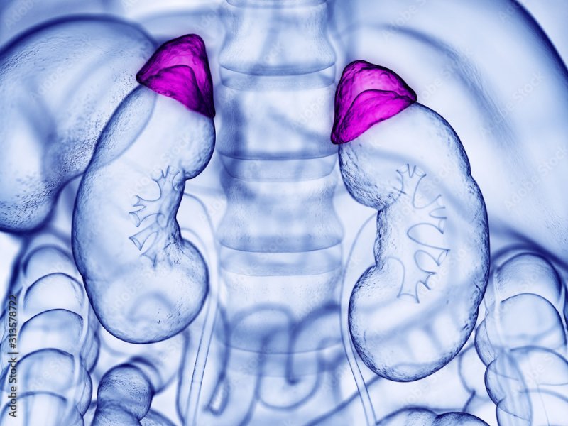 Почки и надпочечники