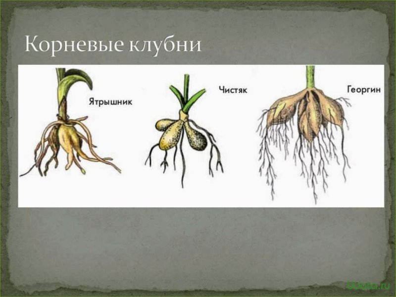 Видоизмененные корни корневые клубни