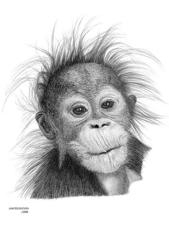 орангутан карандашом