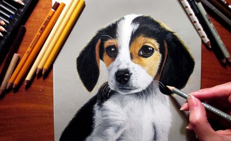 Рисунок бигля карандашом