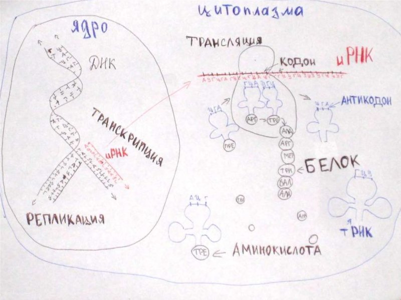 Схема биосинтеза белка 10 класс