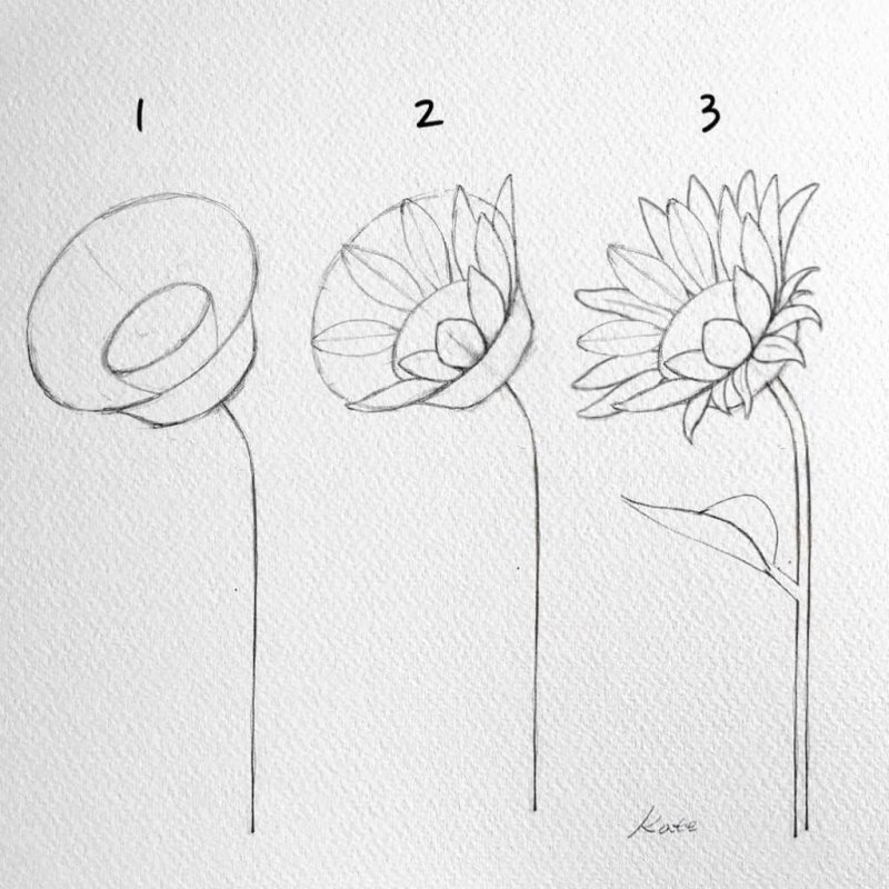 Рисование цветов карандашом