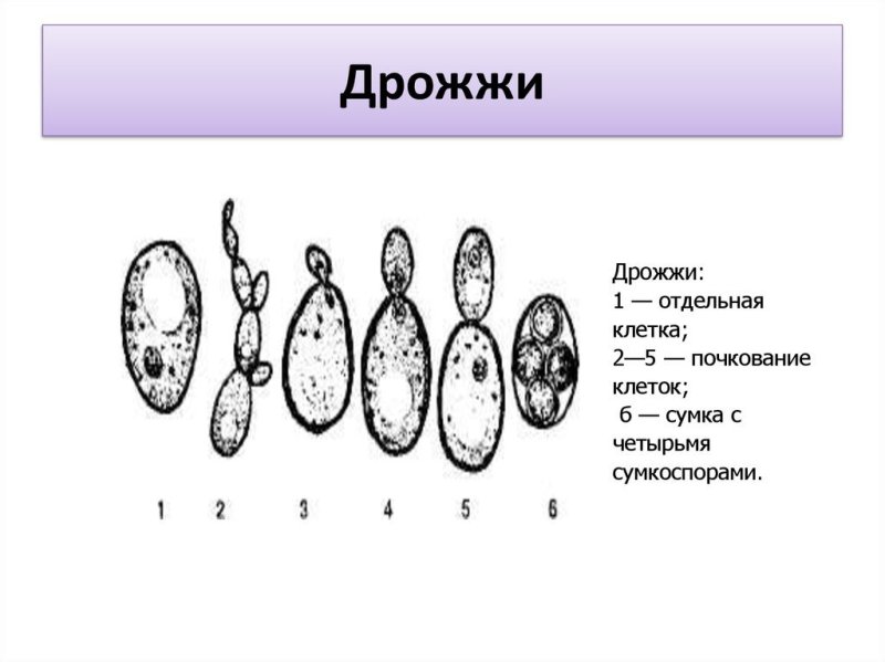 Размножение дрожжей почкованием схема