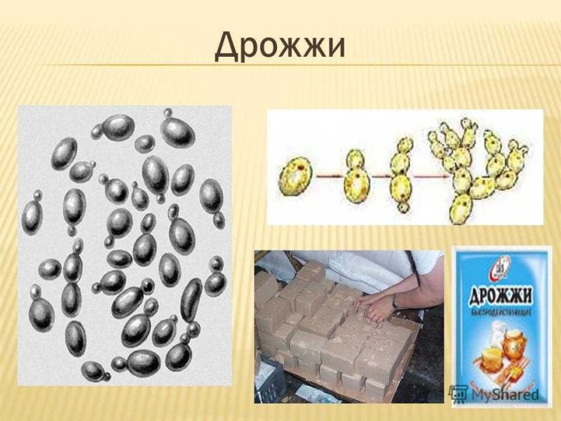 Дрожжи бактерии