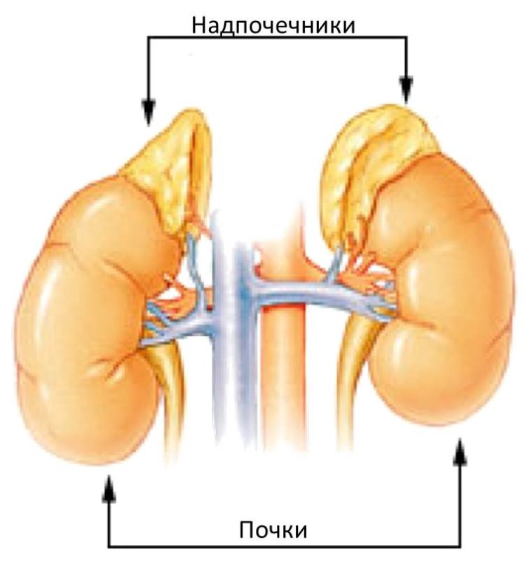 Adrenal Glands