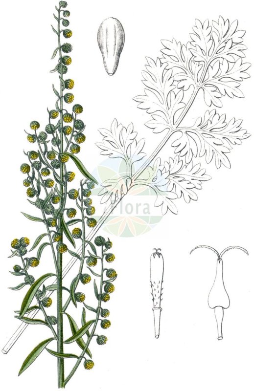 Полынь Крымская (Artemisia Taurica)