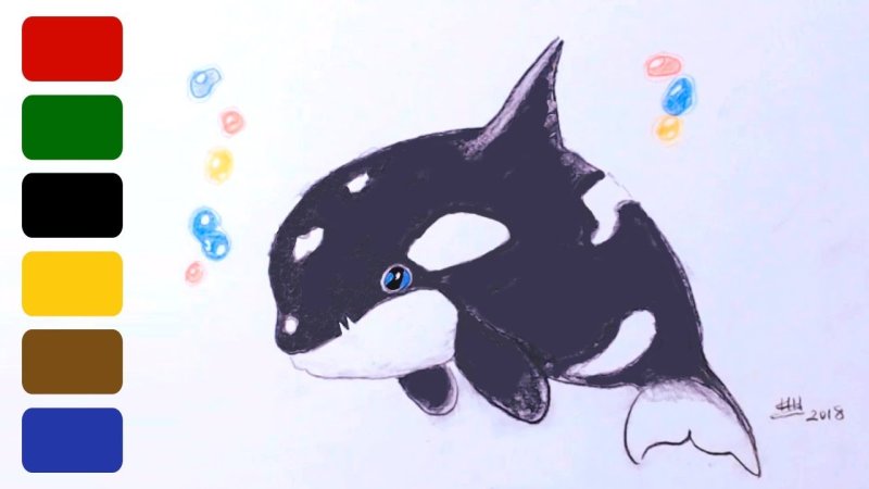 Рисунки для срисовки Касатка