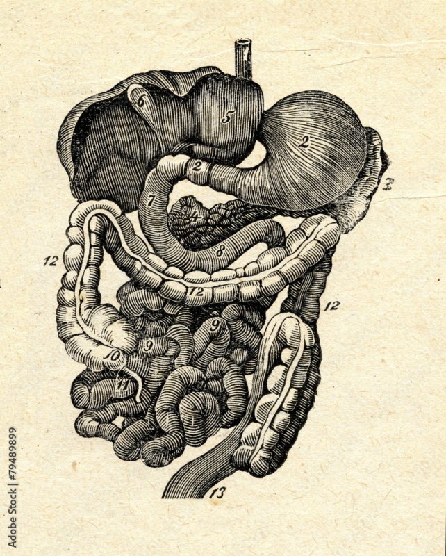 Кишечник рисунок