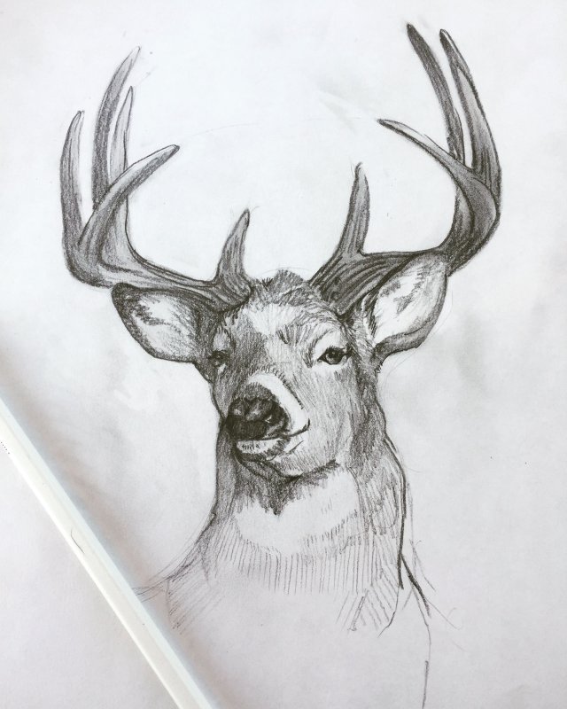 Рисунок оленя для срисовки