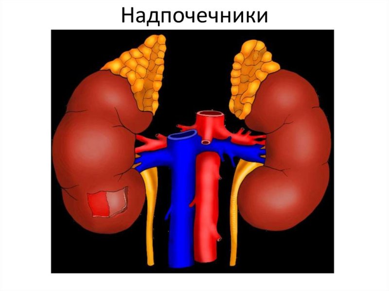 Почки надпочечники анатомия
