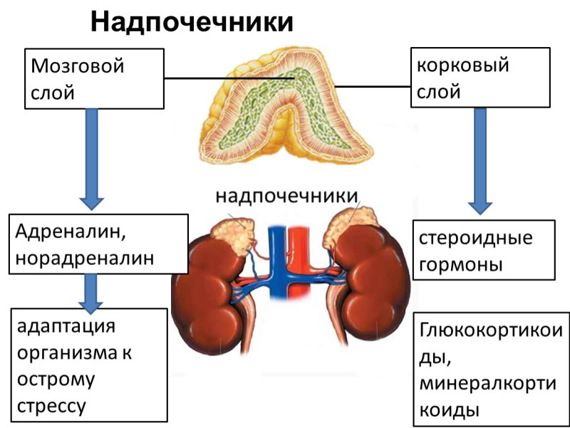 Гормоны коркового слоя надпочечников